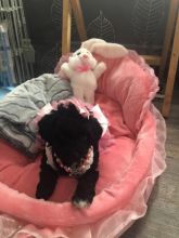Vet Approved Ready Toy Poodle Puppies $1700 Hypoallergenic Image eClassifieds4u 2