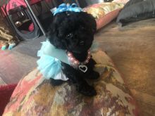 Vet Approved Ready Toy Poodle Puppies $1700 Hypoallergenic Image eClassifieds4u 3
