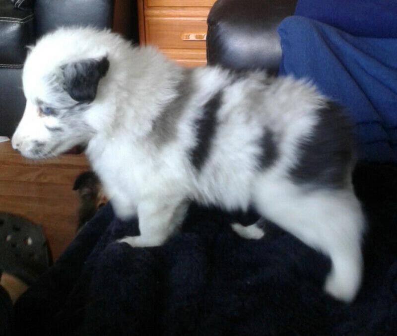 Shelties / Shetland Sheepdog puppies for adoption Image eClassifieds4u