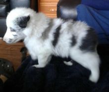 Shelties / Shetland Sheepdog puppies for adoption