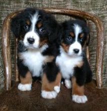 Beaitiful new litter Bernese Mountain Dog Puppies