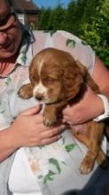 er spaniel puppies for adoption