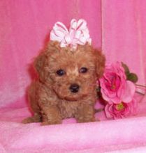 Gorgeous Poodle Puppies for adoption