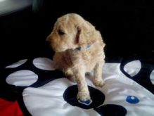Pure Golden-Doodle Pups for adoption