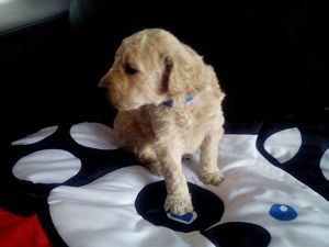 Pure Golden-Doodle Pups for adoption Image eClassifieds4u