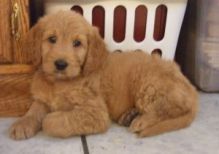 Adorable Goldendoodle Puppies