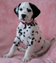 AKC Reg Dalmatian Puppies