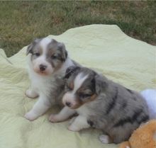 Australian Shepherds for adoption