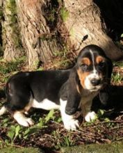 Basset Hound Puppies for You