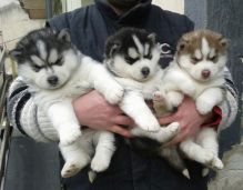 Cute Blue Eye Siberian Husky Pups Available