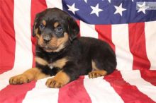 Cute Rottweiler Puppies For Adoption