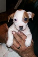 Lovely Jack Russell Terrier Puppies for adoption