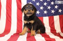 Male and Female Rottweiler Puppies