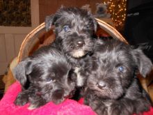 Miniature Schnauzer Puppies For adoption