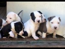 Purebred American Bully puppies