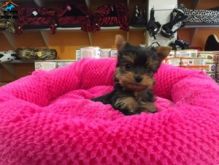 Purebred Tiny Yorkie Puppies