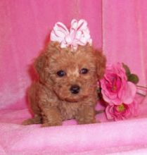 TOY POODLE PUPPIES