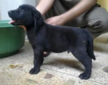 Two Labrador puppies for free
