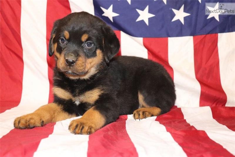 Cute Rottweiler Puppies For Adoption Image eClassifieds4u