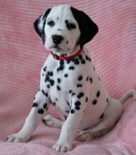 AKC Reg Dalmatian Puppies Image eClassifieds4U