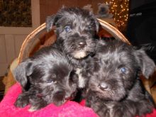 Miniature Schnauzer Puppies For adoption Image eClassifieds4U