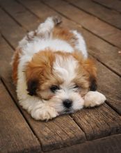 Two Maltipoo Puppies for Adoption contact (612)-470-8177 Image eClassifieds4U