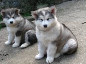 Stunning Alaskan Malamute Pups Image eClassifieds4u