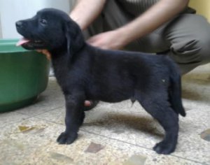 Two Labrador puppies for free Image eClassifieds4u