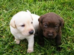 Two Labrador puppies for free Image eClassifieds4u