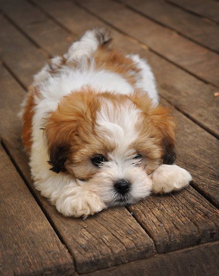 Two Maltipoo Puppies for Adoption contact (612)-470-8177 Image eClassifieds4u