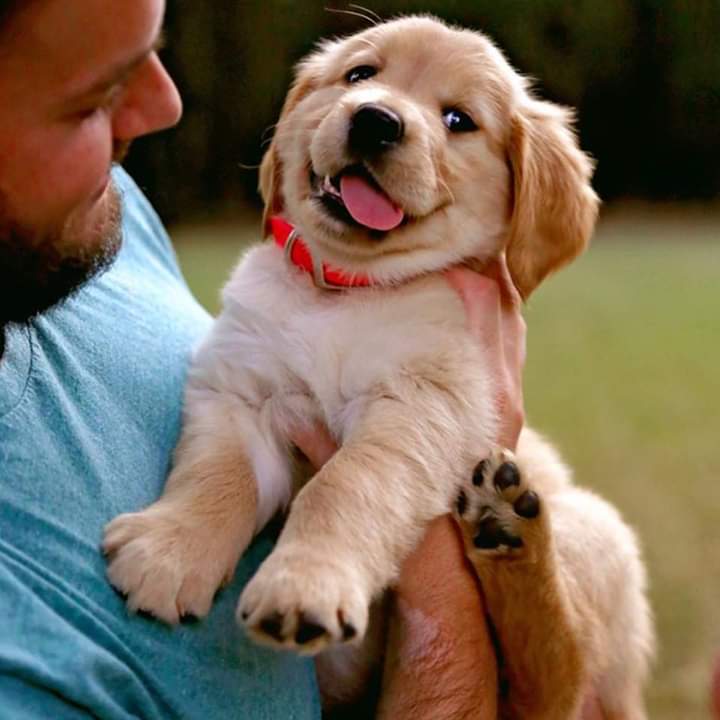 Golden Retriever Image eClassifieds4u