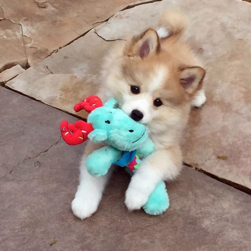 stunning f2 pomsky puppies for sale 929) 399-4853 Image eClassifieds4u