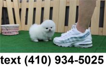 Cute smallest t-cup pomeranian puppies for sale.