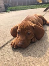Hungarian Wire Hair Vizsla Pups Text us at (346) 360-2211 or email us at yoladjinne@gmail.com