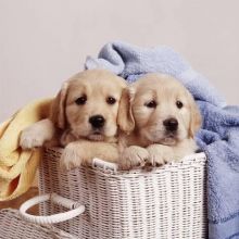 Perfect Golden Retriever For Puppies Adoption