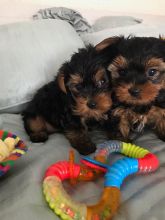 Yorkshire Terrier Puppies Text us at (346) 360-2211 or email us at yoladjinne@gmail.com