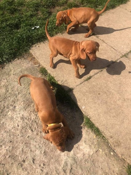 Hungarian Wire Hair Vizsla Pups Text us at (346) 360-2211 or email us at yoladjinne@gmail.com Image eClassifieds4u