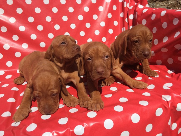 Hungarian Wire Hair Vizsla Pups Text us at (346) 360-2211 or email us at yoladjinne@gmail.com Image eClassifieds4u