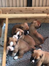 Boxer Puppies For Sale Text us at (346) 360-2211 or email us at yoladjinne@gmail.com Image eClassifieds4u 3
