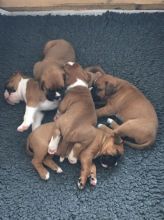 Boxer Puppies For Sale Text us at (346) 360-2211 or email us at yoladjinne@gmail.com Image eClassifieds4u 4