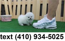 Cute smallest t-cup pomeranian puppies for sale. Image eClassifieds4U