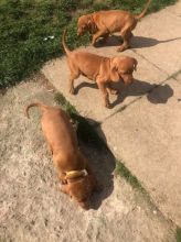 Hungarian Wire Hair Vizsla Pups Text us at (346) 360-2211 or email us at yoladjinne@gmail.com Image eClassifieds4u 2