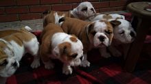 Registered English Bulldog Puppies Text us at (346) 360-2211 or email us at yoladjinne@gmail.com Image eClassifieds4u 1