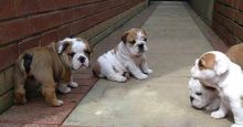 Registered English Bulldog Puppies Text us at (346) 360-2211 or email us at yoladjinne@gmail.com Image eClassifieds4u 2