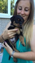 Rottweiler Puppy For Sell Text us at (346) 360-2211 or email us at yoladjinne@gmail.com Image eClassifieds4u 2