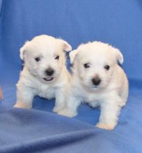 West Highland Terrier For Sell Text us at (346) 360-2211 or email us at yoladjinne@gmail.com Image eClassifieds4u 3