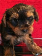 Yorkshire Terrier Puppies Text us at (346) 360-2211 or email us at yoladjinne@gmail.com Image eClassifieds4u 2
