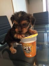 Yorkshire Terrier Puppies Text us at (346) 360-2211 or email us at yoladjinne@gmail.com Image eClassifieds4u 3