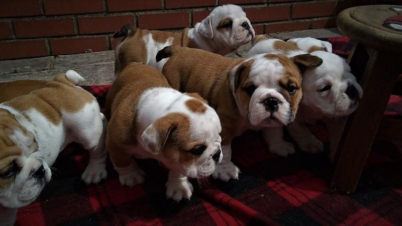 Registered English Bulldog Puppies Text us at (346) 360-2211 or email us at yoladjinne@gmail.com Image eClassifieds4u