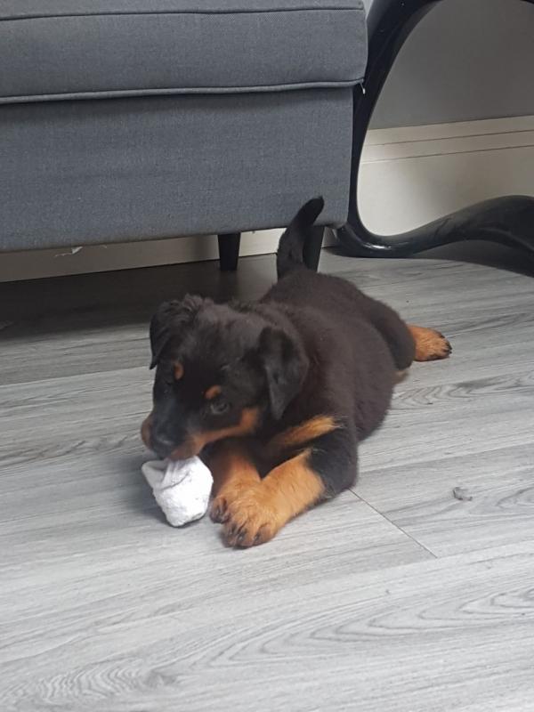 Rottweiler Puppy For Sell Text us at (346) 360-2211 or email us at yoladjinne@gmail.com Image eClassifieds4u